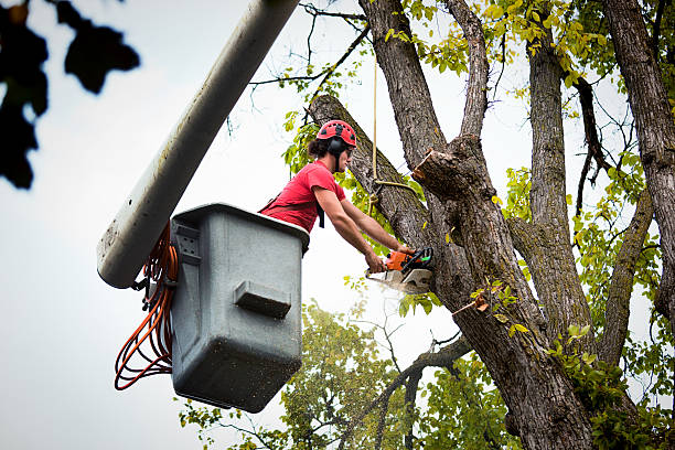 Best Commercial Tree Removal  in USA